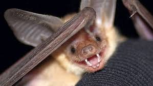 Bat picture